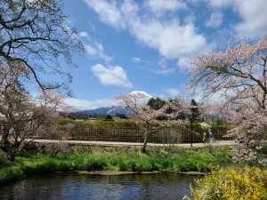桜と富士山と濁り池