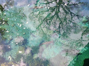 涌池と桜とﾆｼﾞﾏｽ