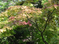 kouyou10192-thumb-200xauto-921