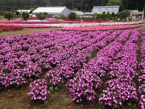 20150825hananomiyakokouenn-thumb-489xauto-1434