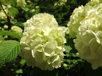 20150517oodemari2-thumb-200xauto-1371