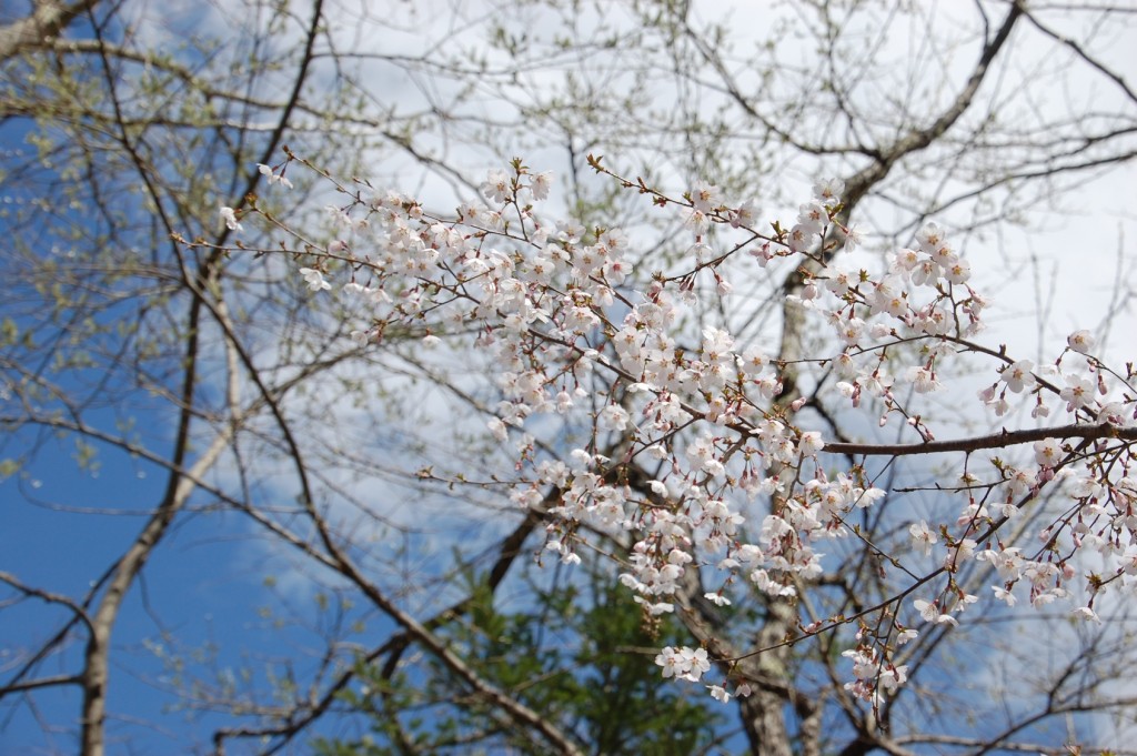 20160418sakura1
