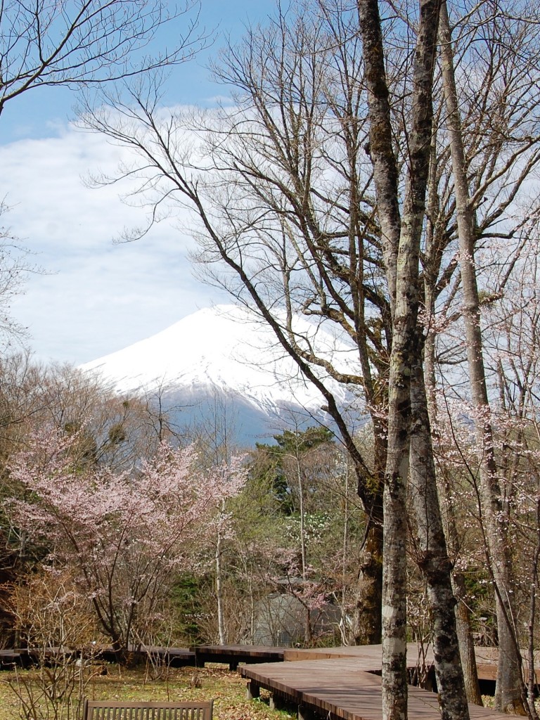 20160418sakura4