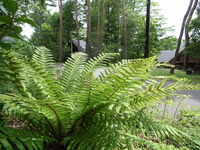 090817-2-thumb-200xauto-402