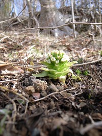 100319-2-thumb-200xauto-527