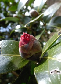 100320-2-thumb-200xauto-529