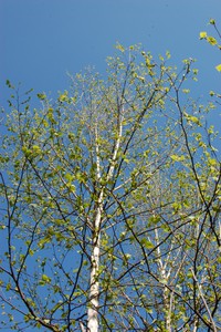 100430-2-thumb-200xauto-592