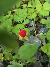 100607-2-thumb-200xauto-616