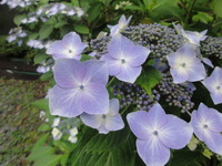 2ajisai0715-thumb-200xauto-846