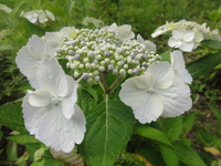 3ajisai0715-thumb-200xauto-847