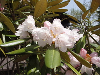 DSC00858-thumb-200xauto-733