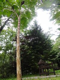 DSC02919-thumb-200xauto-868