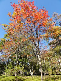kouyou201310271-thumb-200xauto-1081