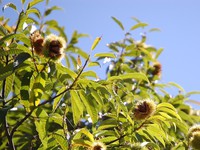 kurinoki090924-thumb-200xauto-452