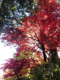 momiji3-thumb-200xauto-941