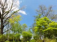 shinryoku_zenntai-thumb-200xauto-830