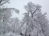 snow0310-thumb-200xauto-795
