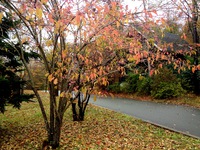 tsuribana2-thumb-200xauto-939