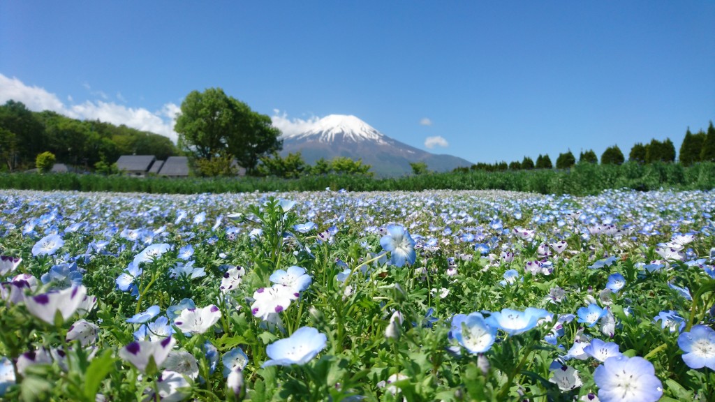 5月19日ネモフィラ