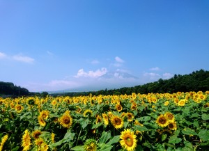 8月4日花の都ひまわり