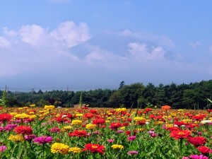 8月4日花の都百日草