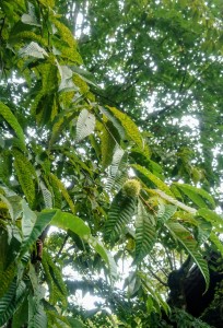 9月14日栗②
