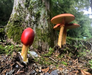 9月15日タマゴダケ