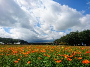 9月18日花の都②