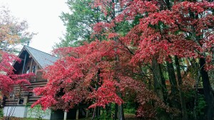11月6日紅葉①