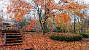 11月6日紅葉②
