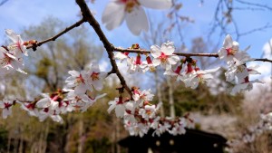 4月19日豆桜
