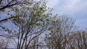 4月23日フィールド内