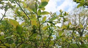5月18日ブルーベリー