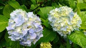 7月14日紫陽花①