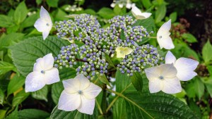 7月14日紫陽花②