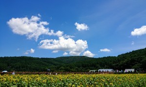 8月6日花の都ひまわり