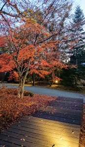 11月16日③
