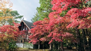 11月8日紅葉①