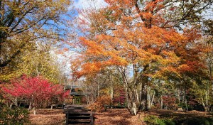 11月8日紅葉②