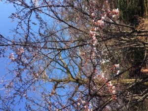 富士桜